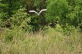 /album/ornithologie/nycticorax-nycticorax-jpg/